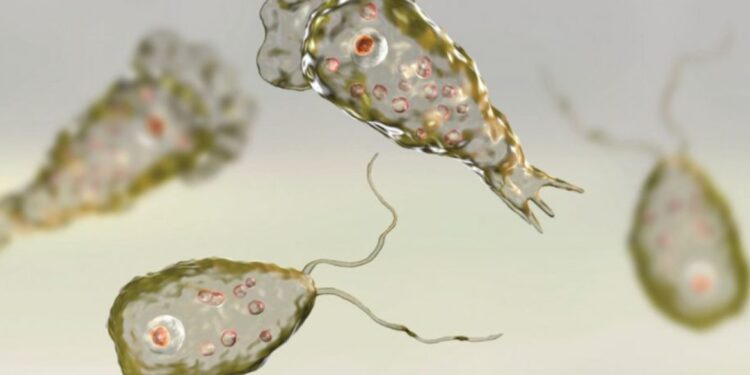 Alldaynews.gr 36χρονος πέθανε από τη σπάνια νεγλαιρίαση: Αμοιβάδα που «τρώει» τον εγκέφαλο-Τα συμπτώματα