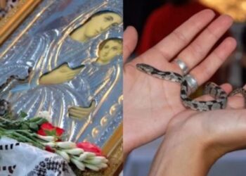 Τα φίδια της Παναγίας στην Κεφαλονιά – Θα αναχωρήσουν τον Δεκαπενταύγουστο[video]