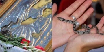 Τα φίδια της Παναγίας στην Κεφαλονιά – Θα αναχωρήσουν τον Δεκαπενταύγουστο[video]