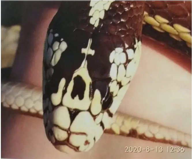 Τα φίδια της Παναγίας στην Κεφαλονιά – Θα αναχωρήσουν τον Δεκαπενταύγουστο[video]