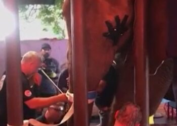 Πακιστάν: Ανακούφιση στον πονόδοντο βρήκε νεαρή ελεφαντίνα