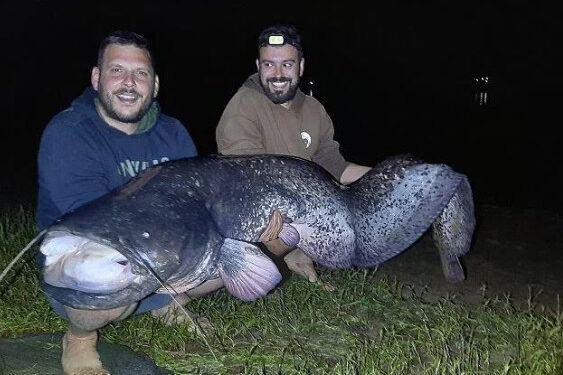Alldaynews.gr Λίμνη Πλαστήρα: Ψαράδες έπιασαν γουλιανό μήκους 2,40 μέτρων(photos)