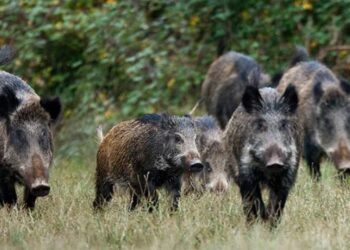 Κρυονέρι: Παραλίγο τραγωδία από άνδρα που κυνηγούσε αγριογούρουνα – Τραυματίστηκε γυναίκα