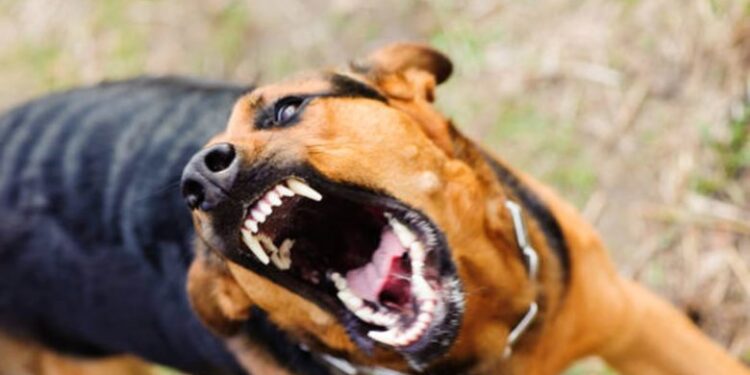 Alldaynews.gr Αδιανόητο περιστατικό στη Λάρισα: Σκύλος δάγκωσε τετράχρονη στο κεφάλι! – Μεταφέρθηκε στο νοσοκομείο