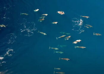 Σπάνιο θέαμα σε παραλία της Φθιώτιδας (video)