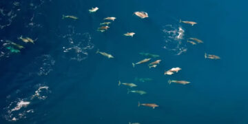 Alldaynews.gr Σπάνιο θέαμα σε παραλία της Φθιώτιδας (video)