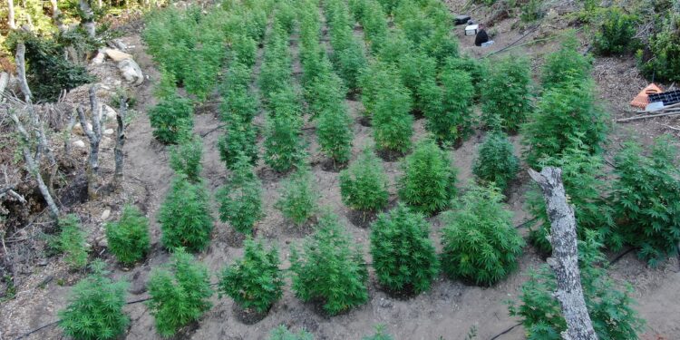 Φυτεία με περισσότερα από 140 δενδρύλλια κάνναβης εντοπίσθηκε στη Χαλκιδική (φωτο, video)