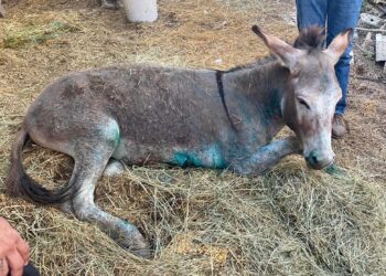 Ζίτσα: Εκτεταμένα και βαθιά τα τραύματα που έχει το γαϊδουράκι – Θα μεταφερθεί στην Αττική
