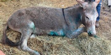 Alldaynews.gr Ζίτσα: Εκτεταμένα και βαθιά τα τραύματα που έχει το γαϊδουράκι – Θα μεταφερθεί στην Αττική