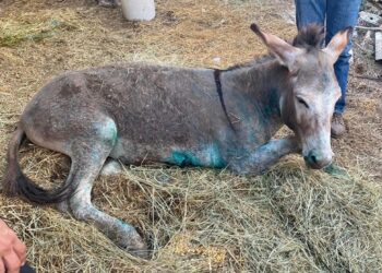 Θλίψη για το κακοποιημένο γαϊδουράκι – Οδηγείται σε ευθανασία