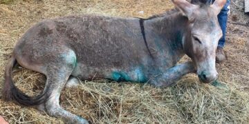 Alldaynews.gr Θλίψη για το κακοποιημένο γαϊδουράκι – Οδηγείται σε ευθανασία