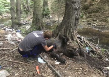 Φλώρινα: Σκότωσαν 3 αρκούδες στο Σκλήθρο – Θήλαζε τα μωρά της η μία που δέχτηκε σφαίρες