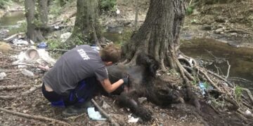 Alldaynews.gr Φλώρινα: Σκότωσαν 3 αρκούδες στο Σκλήθρο – Θήλαζε τα μωρά της η μία που δέχτηκε σφαίρες