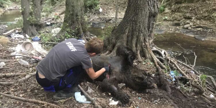 Alldaynews.gr Φλώρινα: Σκότωσαν 3 αρκούδες στο Σκλήθρο – Θήλαζε τα μωρά της η μία που δέχτηκε σφαίρες