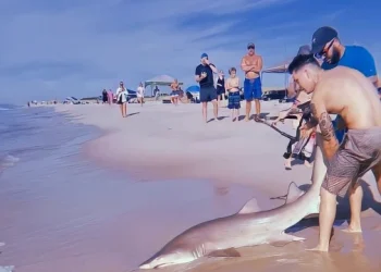 Καρχαρίας σε ακτή της Νέας Υόρκης – Νεαρός πάλευε να του αφαιρέσει το αγκίστρι