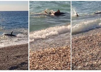 Σοκ στον Αγιόκαμπο: Τεράστιο Ψάρι βγήκε στη στεριά και ξάφνιασε τους λουόμενους(video)