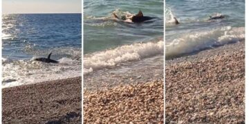 Alldaynews.gr Σοκ στον Αγιόκαμπο: Τεράστιο Ψάρι βγήκε στη στεριά και ξάφνιασε τους λουόμενους(video)