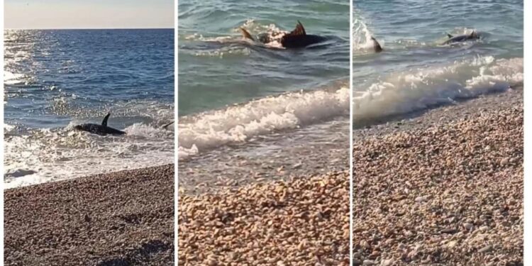 Alldaynews.gr Σοκ στον Αγιόκαμπο: Τεράστιο Ψάρι βγήκε στη στεριά και ξάφνιασε τους λουόμενους(video)