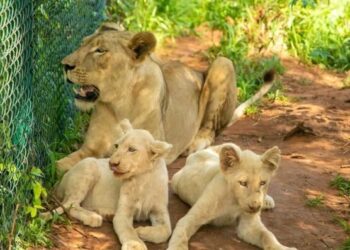 Μπήκε σε κλουβί του Ζωολογικού για να κλέψει δύο λευκά λιονταράκια – Λιοντάρια τον κατασπάραξαν
