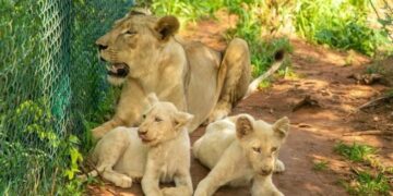 Alldaynews.gr Μπήκε σε κλουβί του Ζωολογικού για να κλέψει δύο λευκά λιονταράκια – Λιοντάρια τον κατασπάραξαν