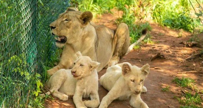 Alldaynews.gr Μπήκε σε κλουβί του Ζωολογικού για να κλέψει δύο λευκά λιονταράκια – Λιοντάρια τον κατασπάραξαν
