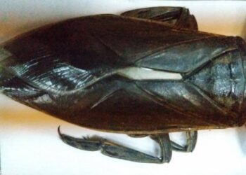 Alldaynews.gr Τρόμος στο Αγρίνιο: Εντοπίστηκε ο γιγαντιαίος λιθόκερος – Το μεγαλύτερο υδρόβιο έντομο της Ευρώπης