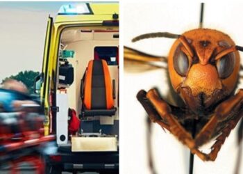 Κατέληξε στα επείγοντα μετά από τσίμπημα μέλισσας