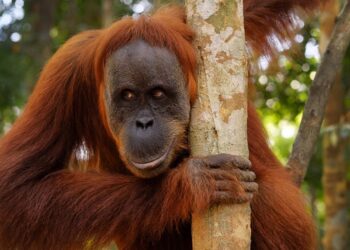 Ουρακοτάγκος σε ζωολογικό κήπο γράπωσε τουρίστρια από το στήθος και την φίλησε στο μάγουλο