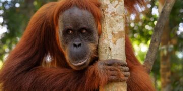 Alldaynews.gr Ουρακοτάγκος σε ζωολογικό κήπο γράπωσε τουρίστρια από το στήθος και την φίλησε στο μάγουλο