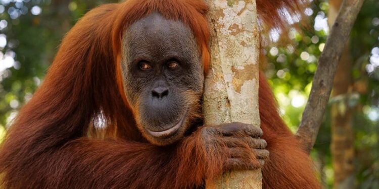 Alldaynews.gr Ουρακοτάγκος σε ζωολογικό κήπο γράπωσε τουρίστρια από το στήθος και την φίλησε στο μάγουλο