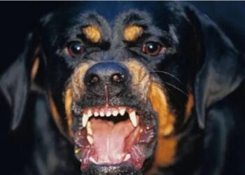 Alldaynews.gr Γαύδος: Ροτβάιλερ επιτέθηκαν σε γυναίκα – Μεταφέρθηκε εσπευσμένα στα Χανιά