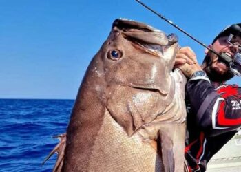 Πήγε για ψάρεμα κι έβγαλε βλαχοσφυρίδα 40 κιλών