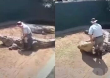 Σοκαριστικό βίντεο: Γιγαντιαίος κροκόδειλος άρπαξε τον εκπαιδευτή του μπροστά σε θεατές