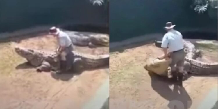 Alldaynews.gr Σοκαριστικό βίντεο: Γιγαντιαίος κροκόδειλος άρπαξε τον εκπαιδευτή του μπροστά σε θεατές