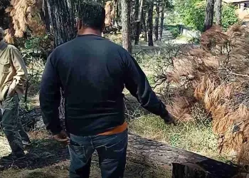 Τραγωδία: Πήγε να κόψει ξύλα και τον Σκότωσε δέντρο