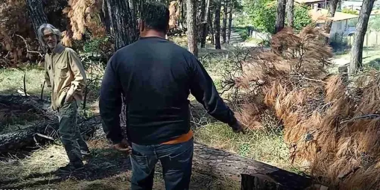 Alldaynews.gr Τραγωδία: Πήγε να κόψει ξύλα και τον Σκότωσε δέντρο