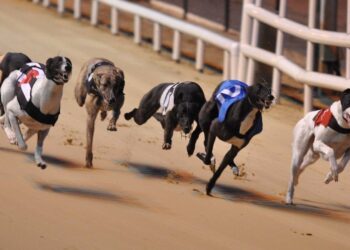 Πώς λειτουργεί το στοίχημα Greyhound;