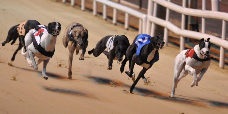 Alldaynews.gr Πώς λειτουργεί το στοίχημα Greyhound;