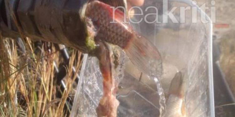 Alldaynews.gr Πήγε να ποτίσει και η βάνα έβγαζε ψάρια – Απίστευτο περιστατικό…