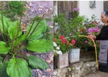 Γιατρεύει τα πάντα, φυτρώνει σε κάθε κήπο: Το θαυματουργό «φύλλο» της γιαγιάς και οι άγνωστες φαρμακευτικές ιδιότητες