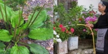 Alldaynews.gr Γιατρεύει τα πάντα, φυτρώνει σε κάθε κήπο: Το θαυματουργό «φύλλο» της γιαγιάς και οι άγνωστες φαρμακευτικές ιδιότητες