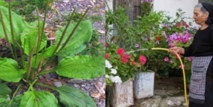 Alldaynews.gr Γιατρεύει τα πάντα, φυτρώνει σε κάθε κήπο: Το θαυματουργό «φύλλο» της γιαγιάς και οι άγνωστες φαρμακευτικές ιδιότητες