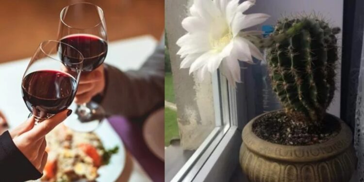 Alldaynews.gr Τραβάνε τη γρουσουζιά σαν μαγνήτης: 5 πράγματα που φέρνουν κακοτυχία στο σπίτι και πρέπει να πετάξεις άμεσα