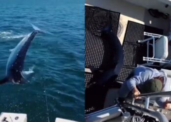 Γιγάντιος καρχαρίας πηδάει μέσα στο σκάφος ψαρά – Συγκλονίζουν τα πλάνα