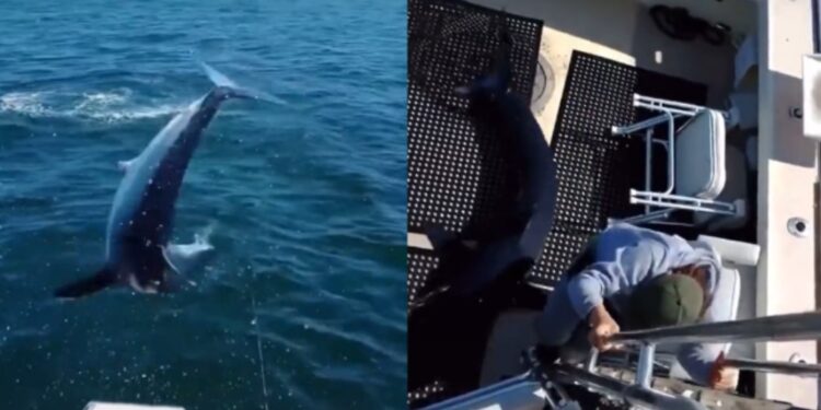 Alldaynews.gr Γιγάντιος καρχαρίας πηδάει μέσα στο σκάφος ψαρά – Συγκλονίζουν τα πλάνα