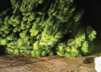 Σέρρες – Τραγικός θάνατος 69χρονου: «Ούρλιαζα στη γειτονιά για βοήθεια – Κλαδιά ήταν στην καρδιά του»