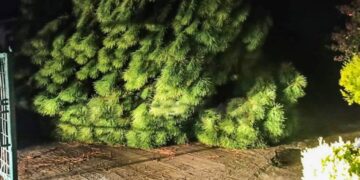 Alldaynews.gr Σέρρες – Τραγικός θάνατος 69χρονου: «Ούρλιαζα στη γειτονιά για βοήθεια – Κλαδιά ήταν στην καρδιά του»