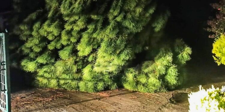 Alldaynews.gr Σέρρες – Τραγικός θάνατος 69χρονου: «Ούρλιαζα στη γειτονιά για βοήθεια – Κλαδιά ήταν στην καρδιά του»