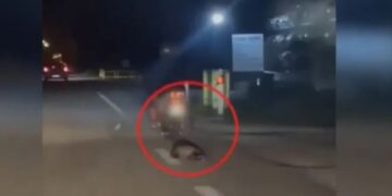 Καβάλα: Άνδρας σέρνει με το μηχανάκι του έναν ασβό