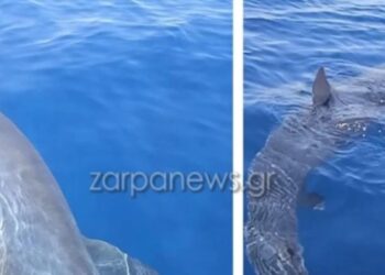 Κύθηρα: Η τρομακτική στιγμή που ψαράδες… ταΐζουν γαλάζιο καρχαρία τριών μέτρων![video]